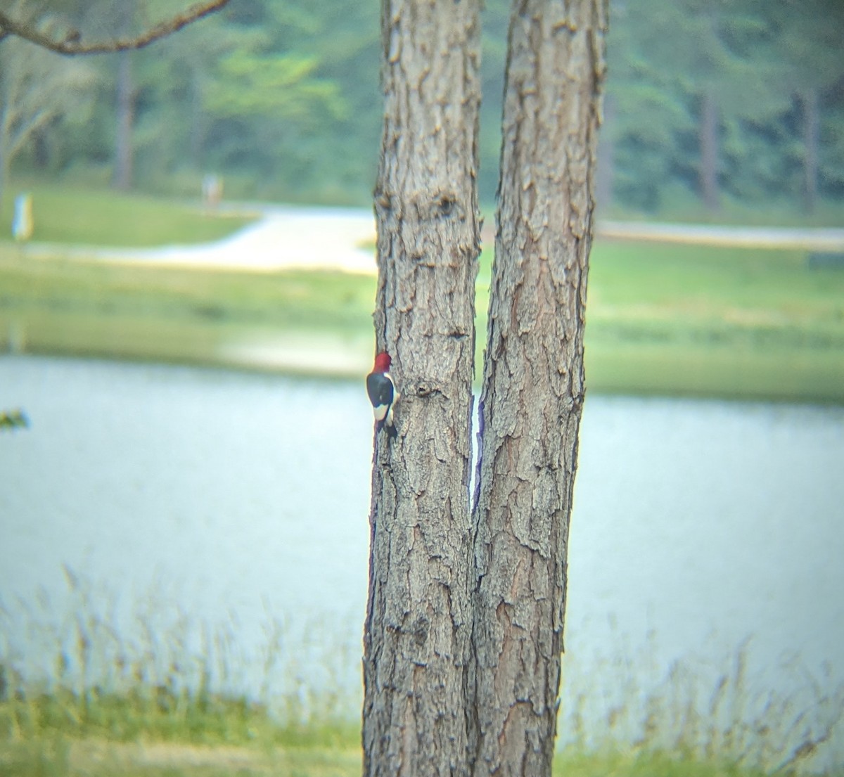 Red-headed Woodpecker - Helen Loper