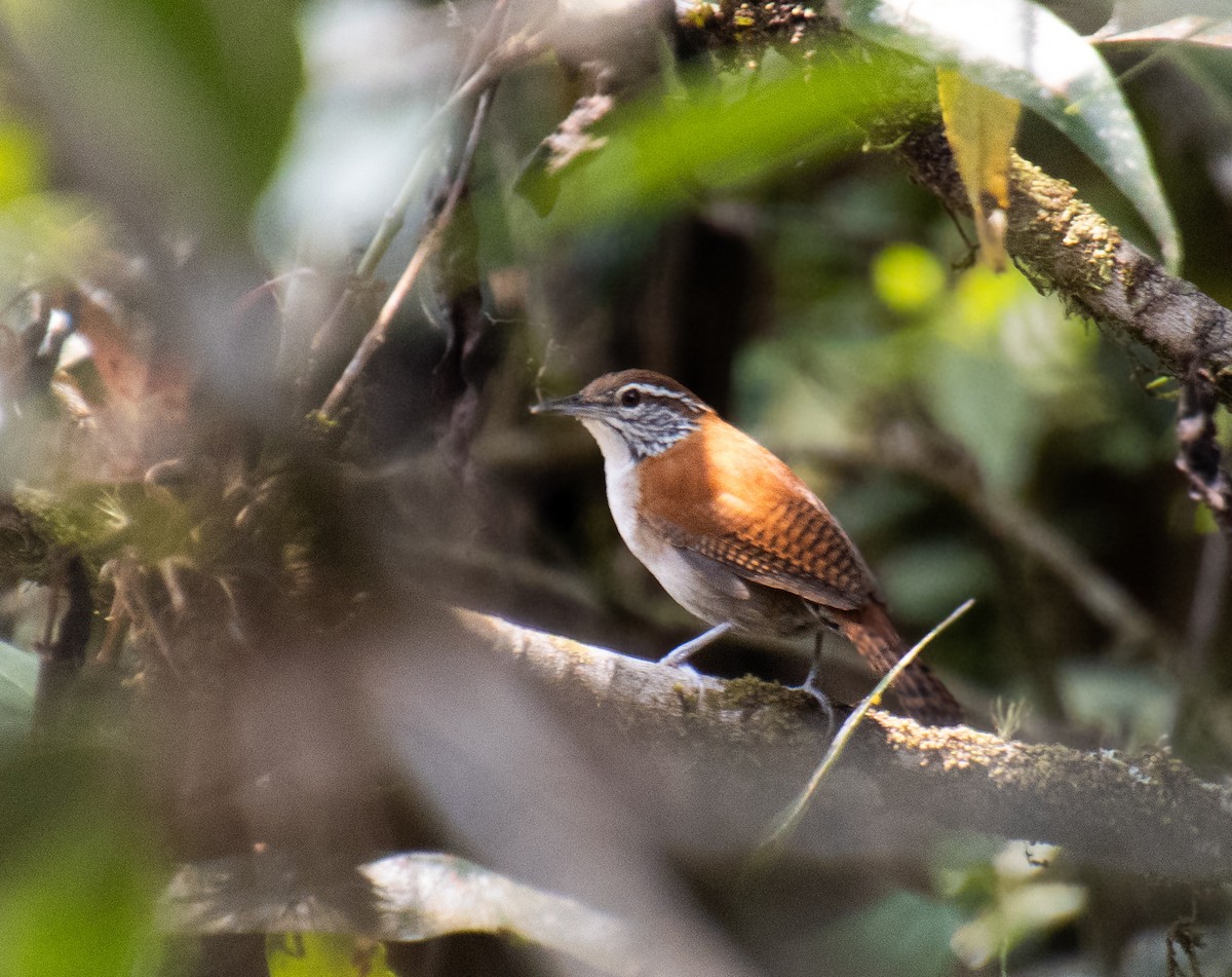 Rufous-and-white Wren - ML619532847