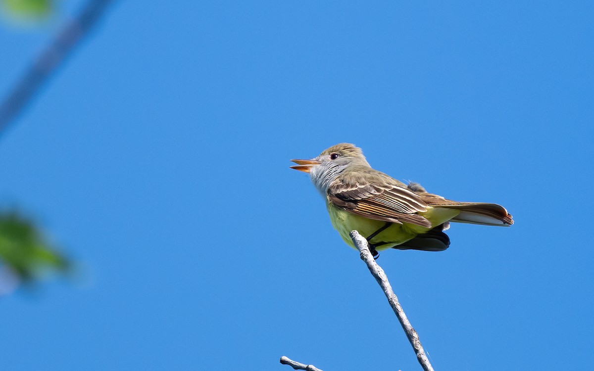 Great Crested Flycatcher - Linda Sullivan