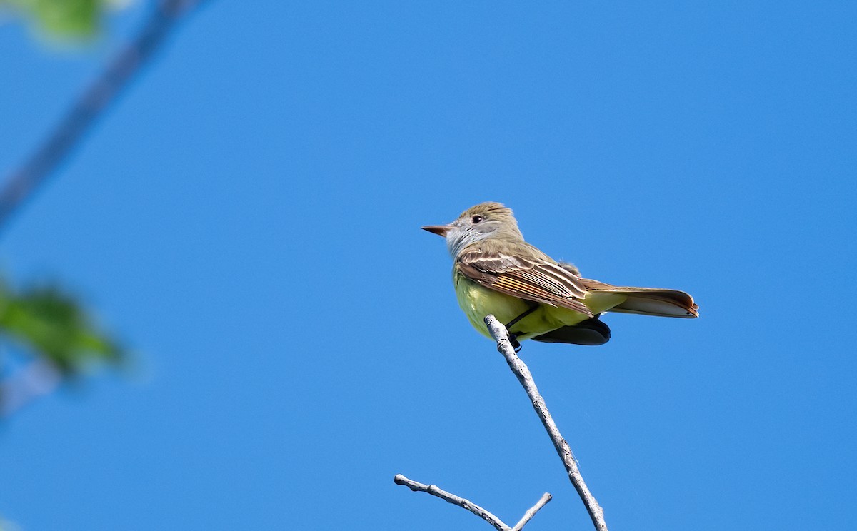 Great Crested Flycatcher - Linda Sullivan