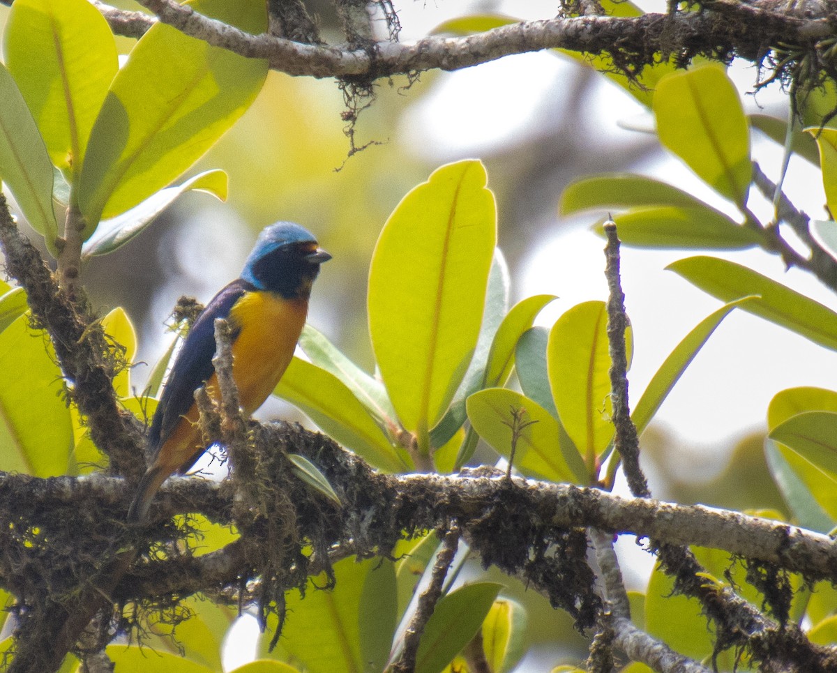 Elegant Euphonia - Mónica Thurman