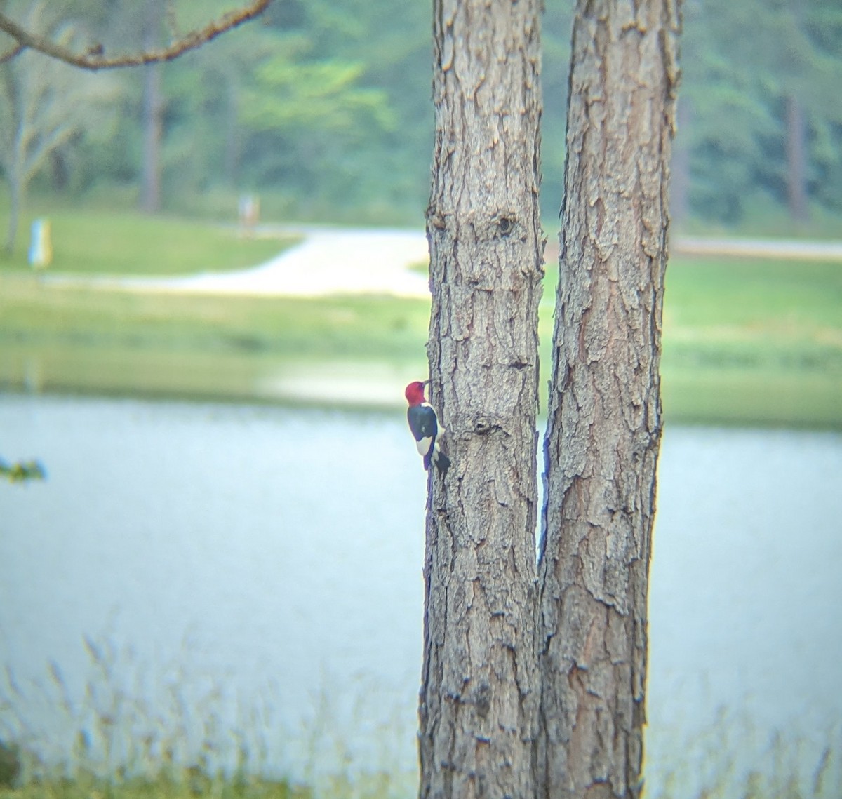 Red-headed Woodpecker - Helen Loper