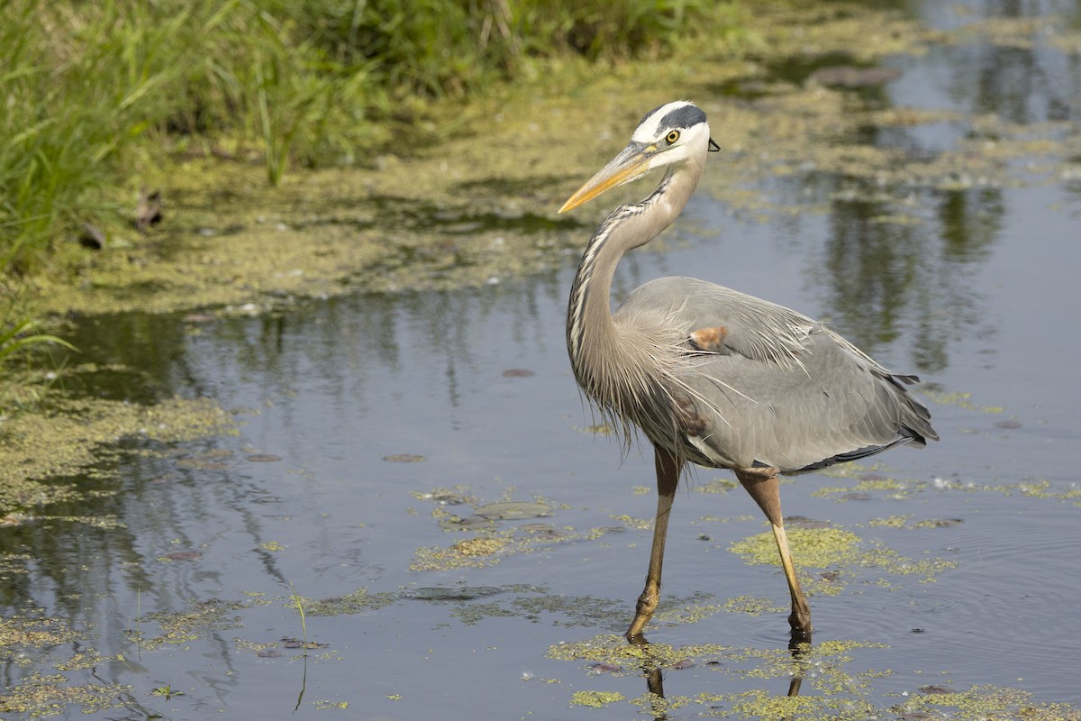 Great Blue Heron - ML619532867