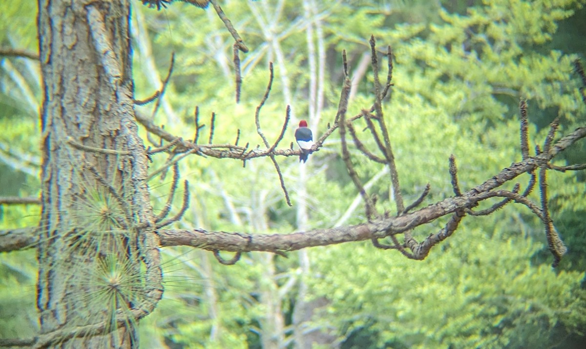 Red-headed Woodpecker - ML619532868