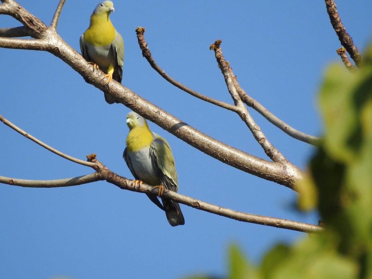 Yellow-footed Green-Pigeon - ML619532872