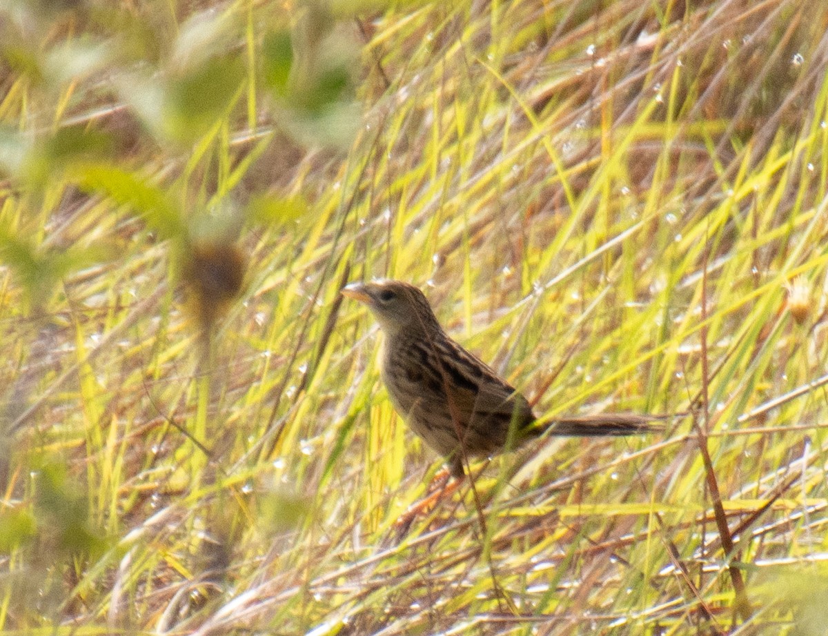 Wedge-tailed Grass-Finch - Mónica Thurman