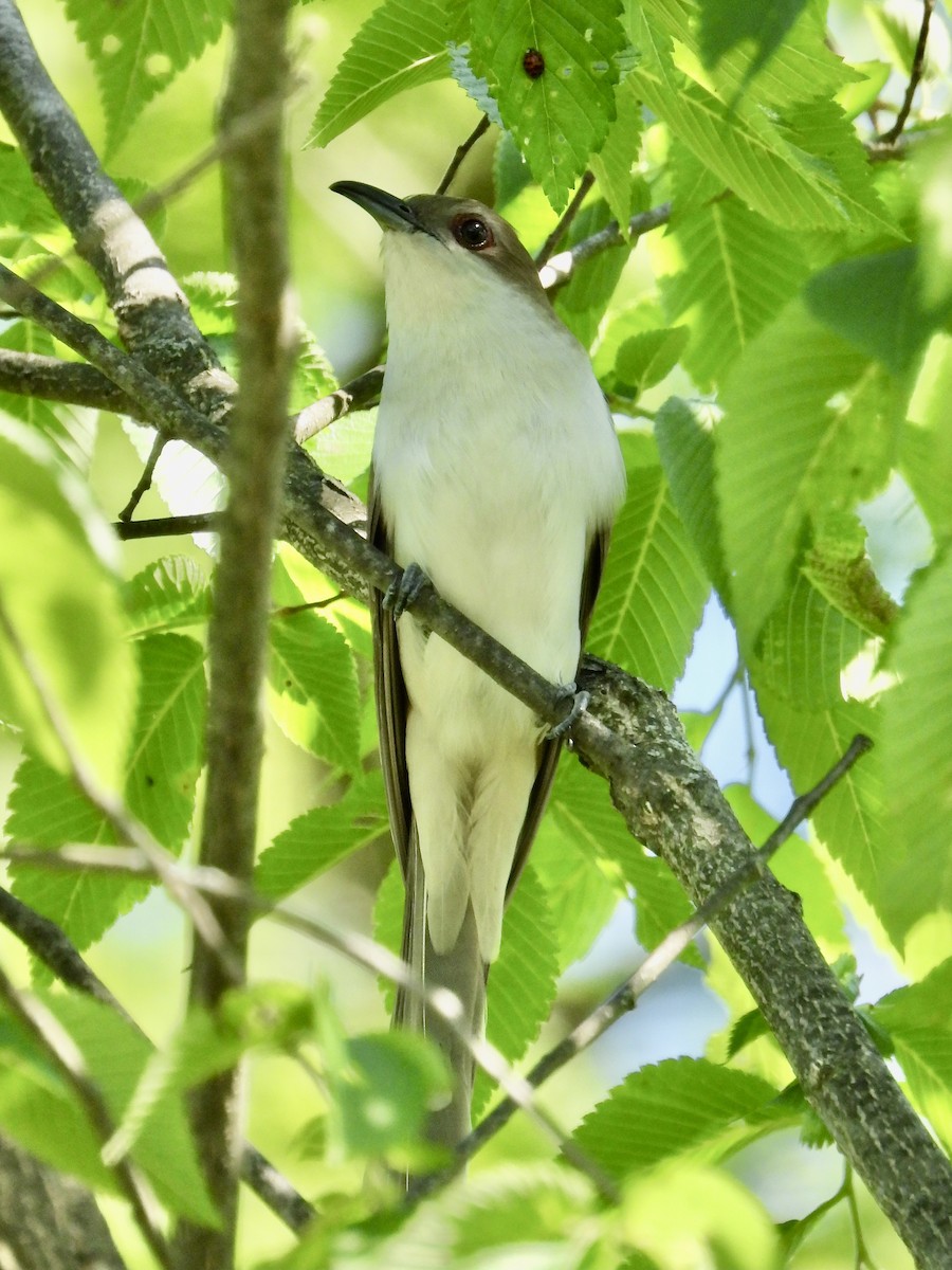 Black-billed Cuckoo - ML619532875