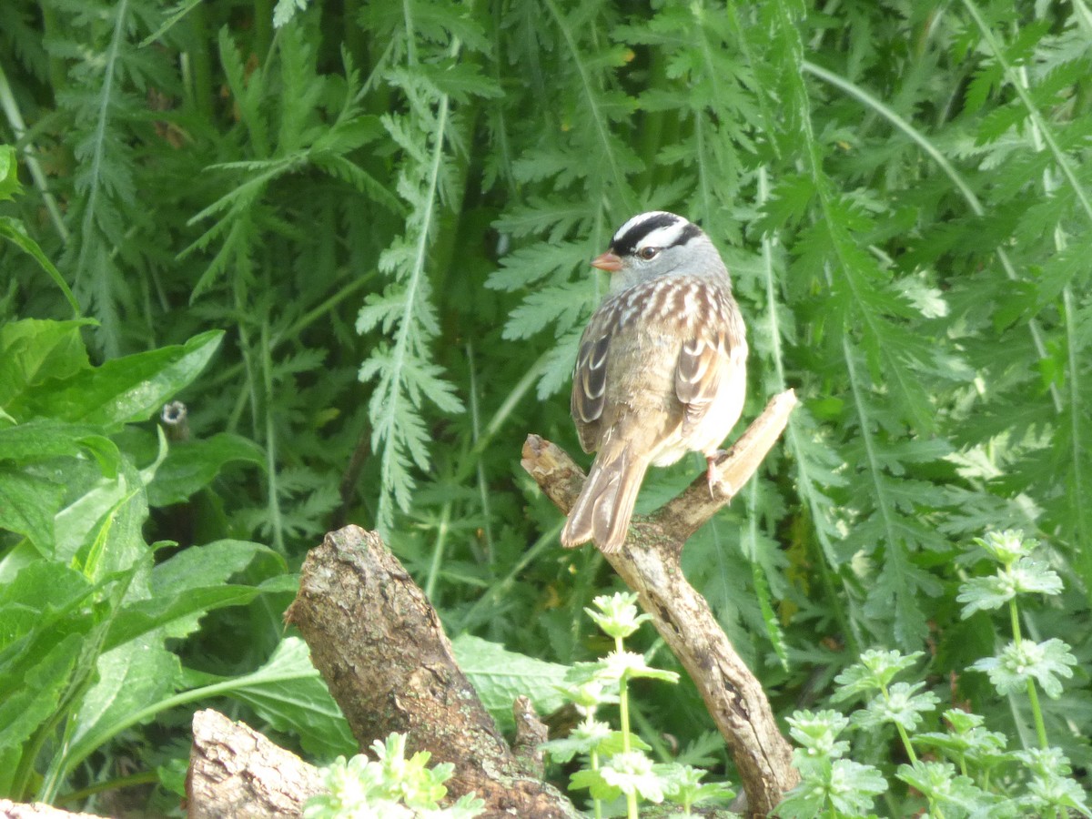 White-crowned Sparrow - Jen Malcom