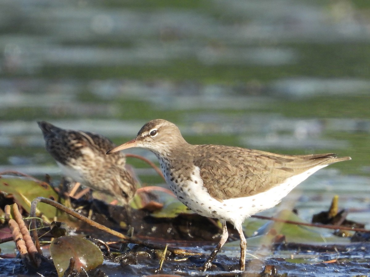 Spotted Sandpiper - Peter Schoenberger