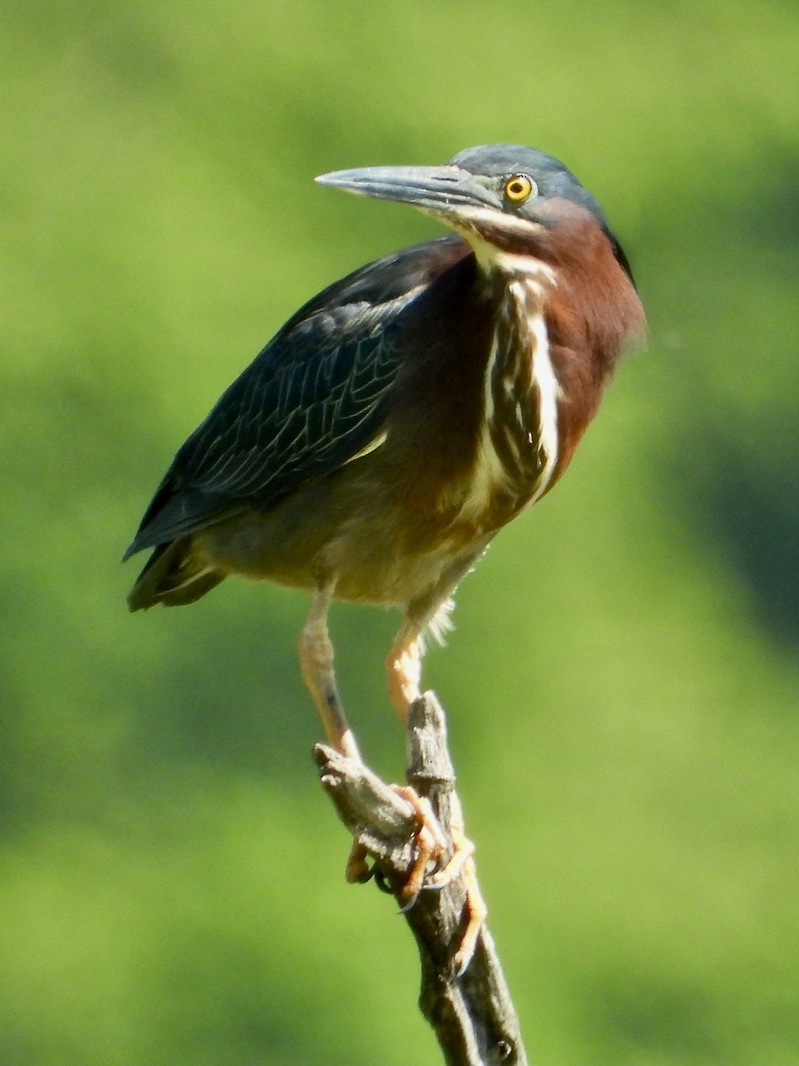 Green Heron - Peter Schoenberger