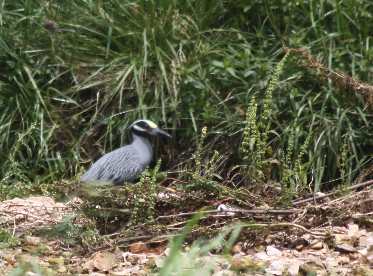 Yellow-crowned Night Heron - ML619532897
