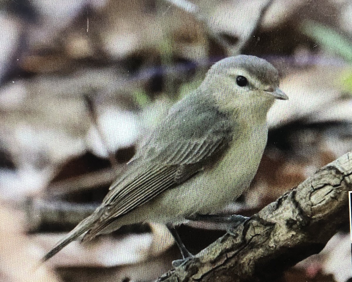 Warbling Vireo - Jules S