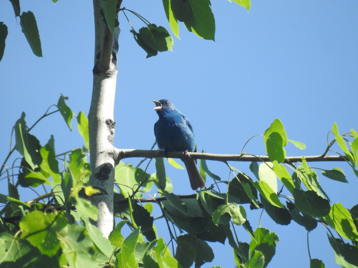 Indigo Bunting - Tom Dibblee