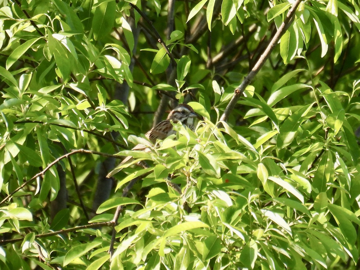 Song Sparrow - Jeanne Tucker