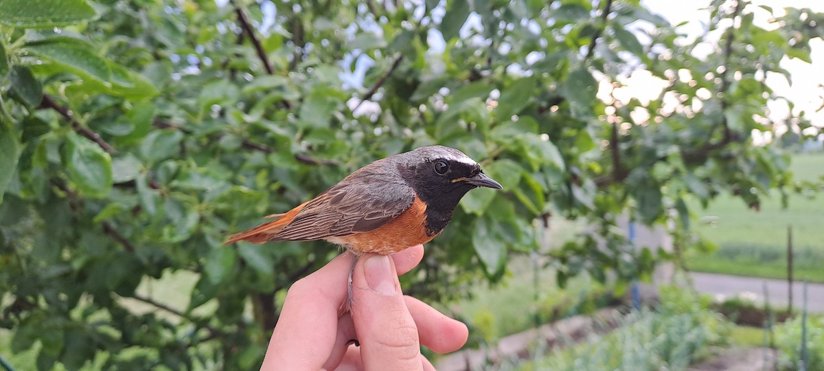 Common Redstart - Michal Javůrek ml.