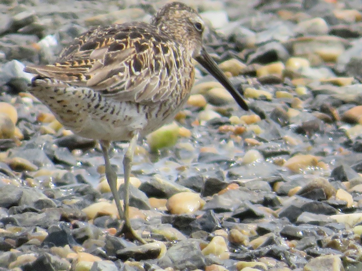 Short-billed Dowitcher - Randy Fisher