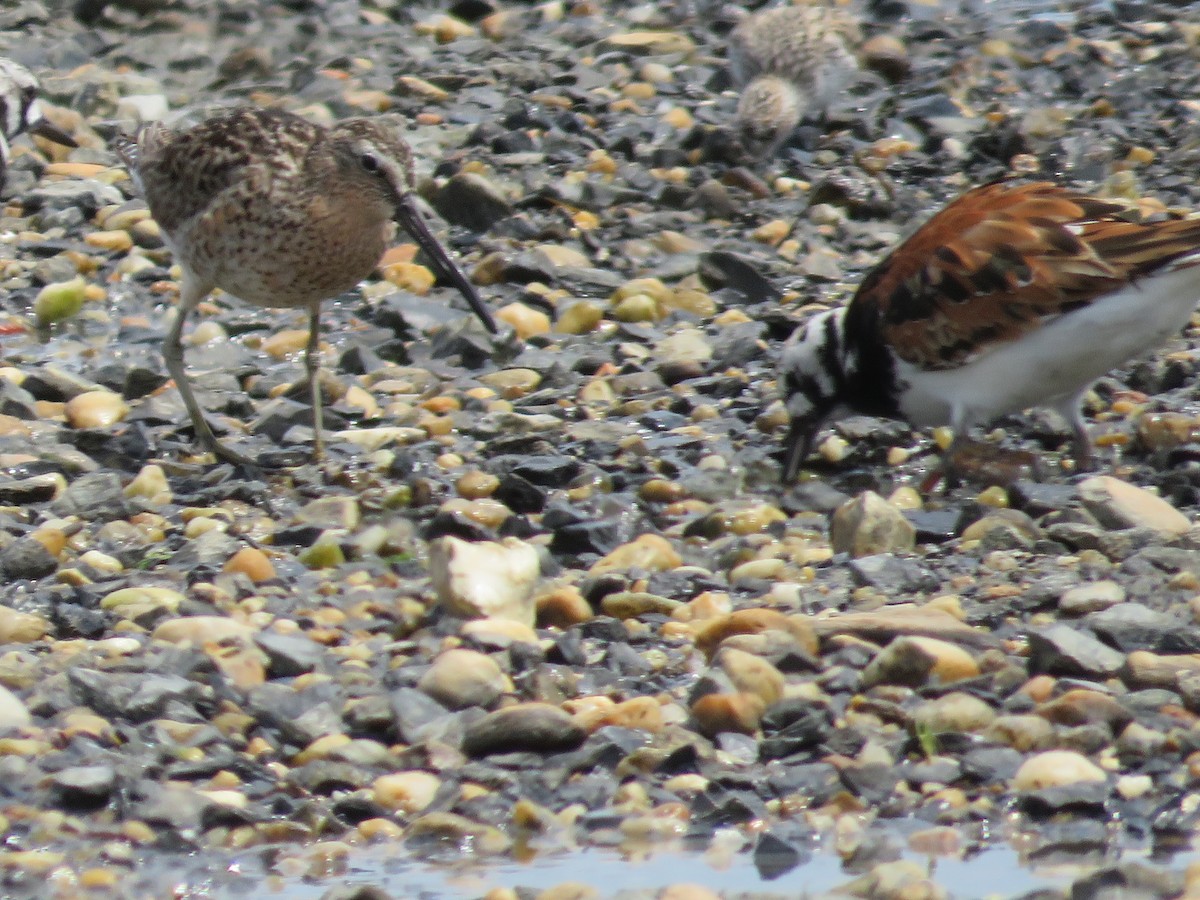 Short-billed Dowitcher - Randy Fisher