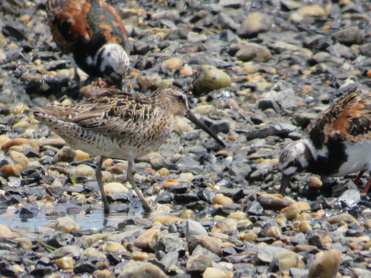 Short-billed Dowitcher - Randy Fisher