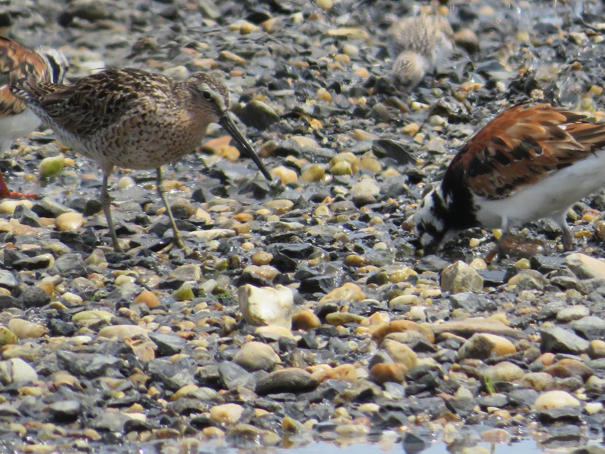 Short-billed Dowitcher - Randy Fisher