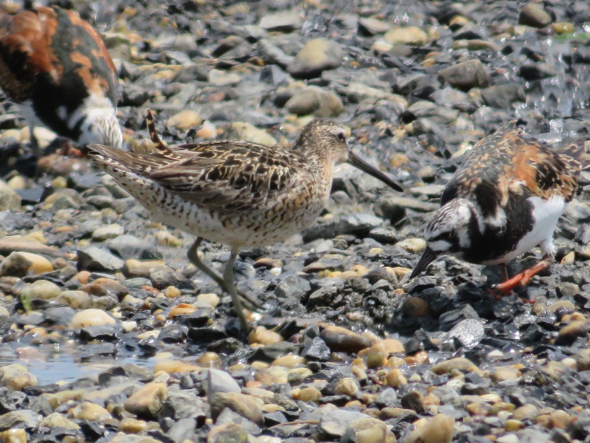 Short-billed Dowitcher - Randy Fisher