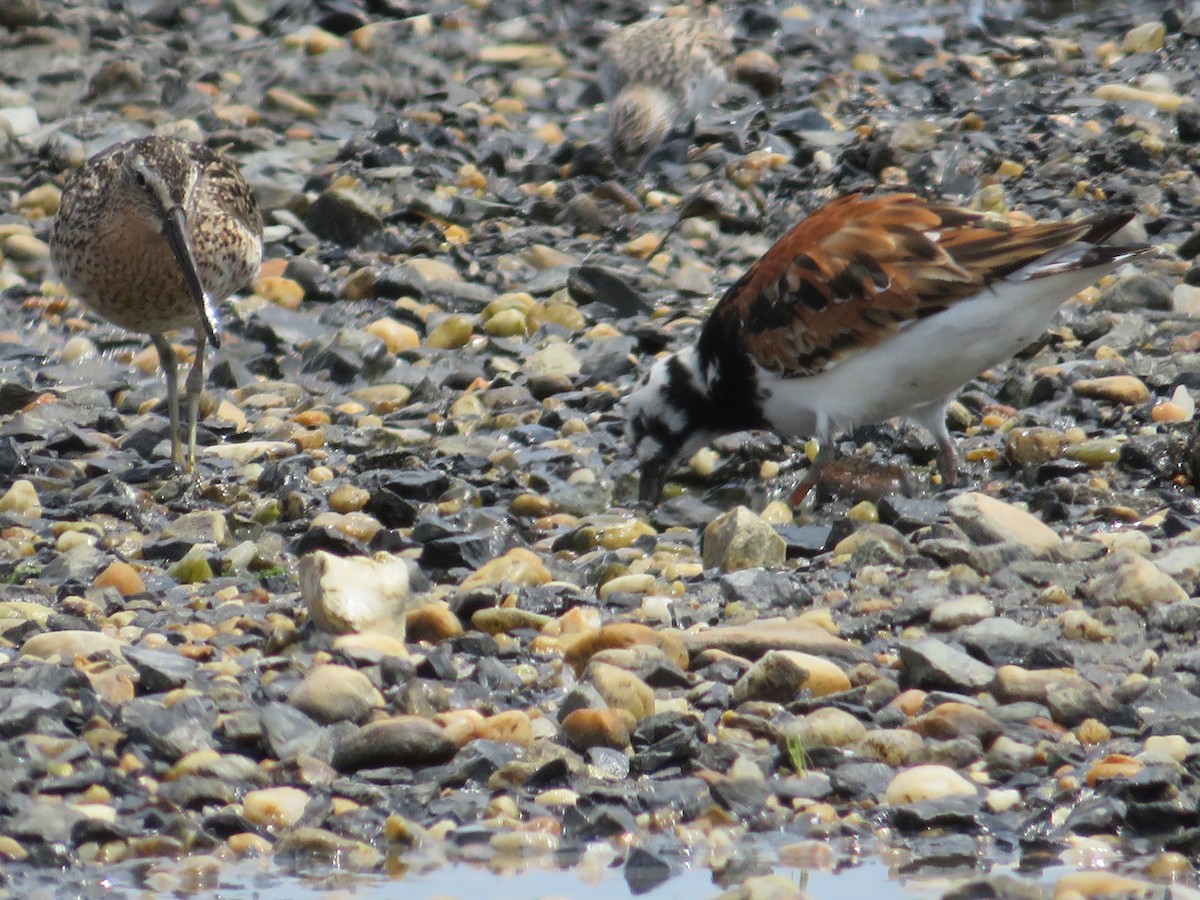 Short-billed Dowitcher - Randy Fisher