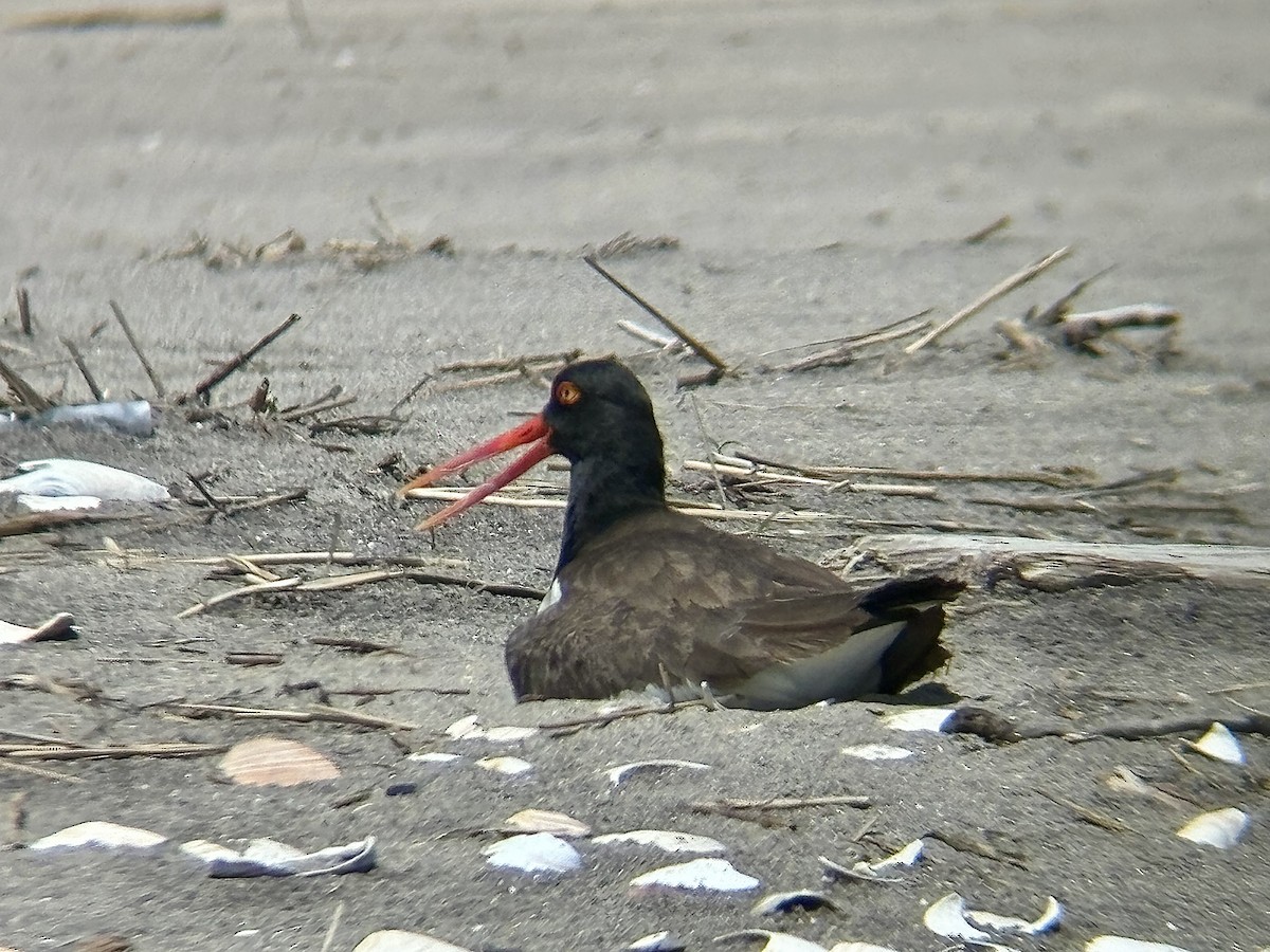 American Oystercatcher - Zach A