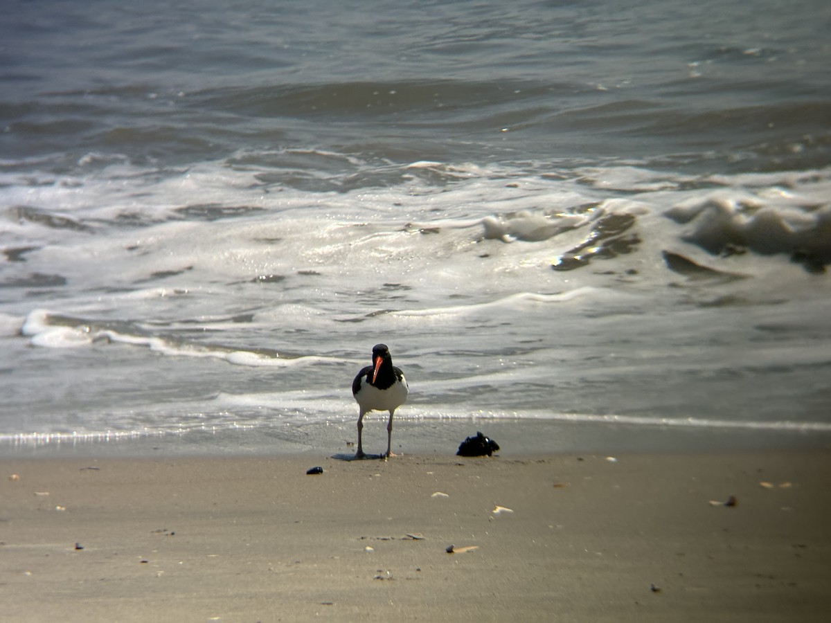 American Oystercatcher - Zach A