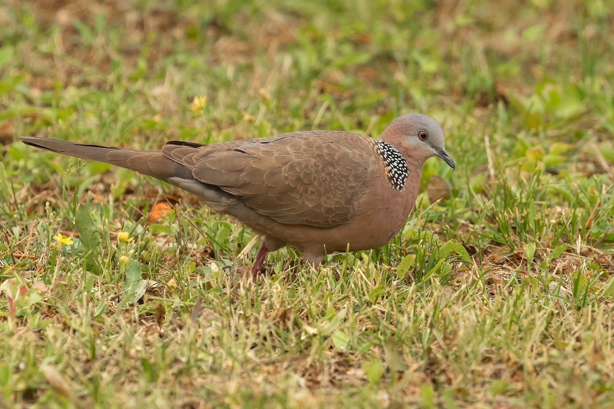 Spotted Dove - Sergio Porto