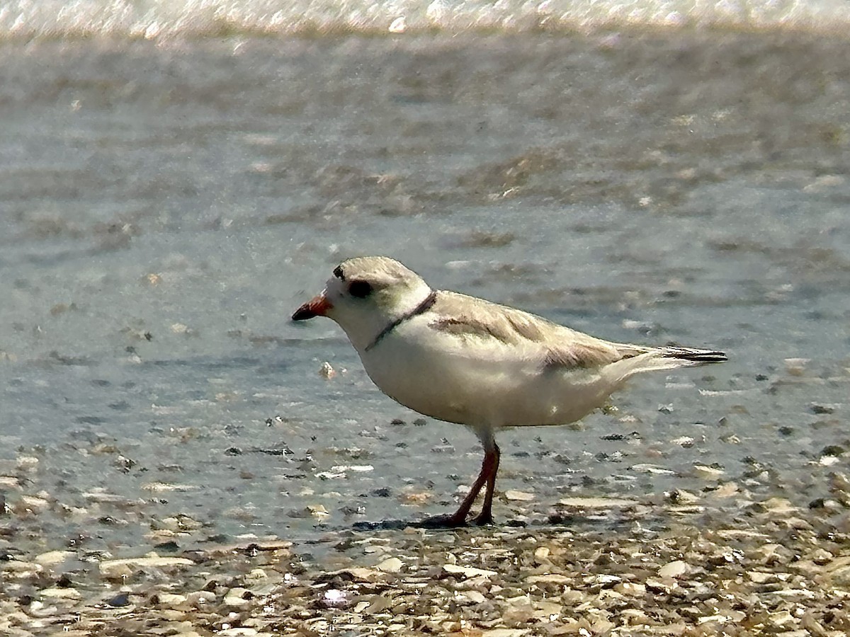 Piping Plover - Zach A