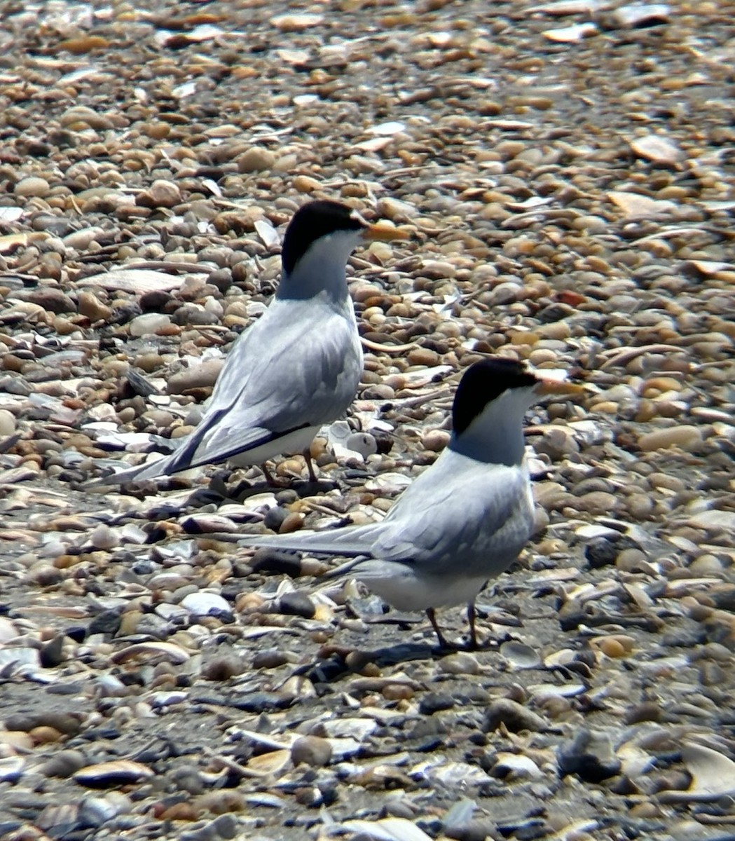 Least Tern - ML619532949