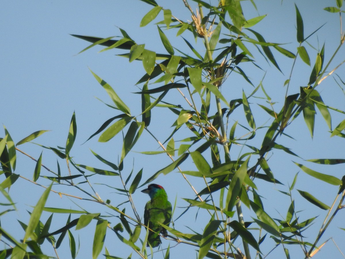 Blue-throated Barbet - ML619532956