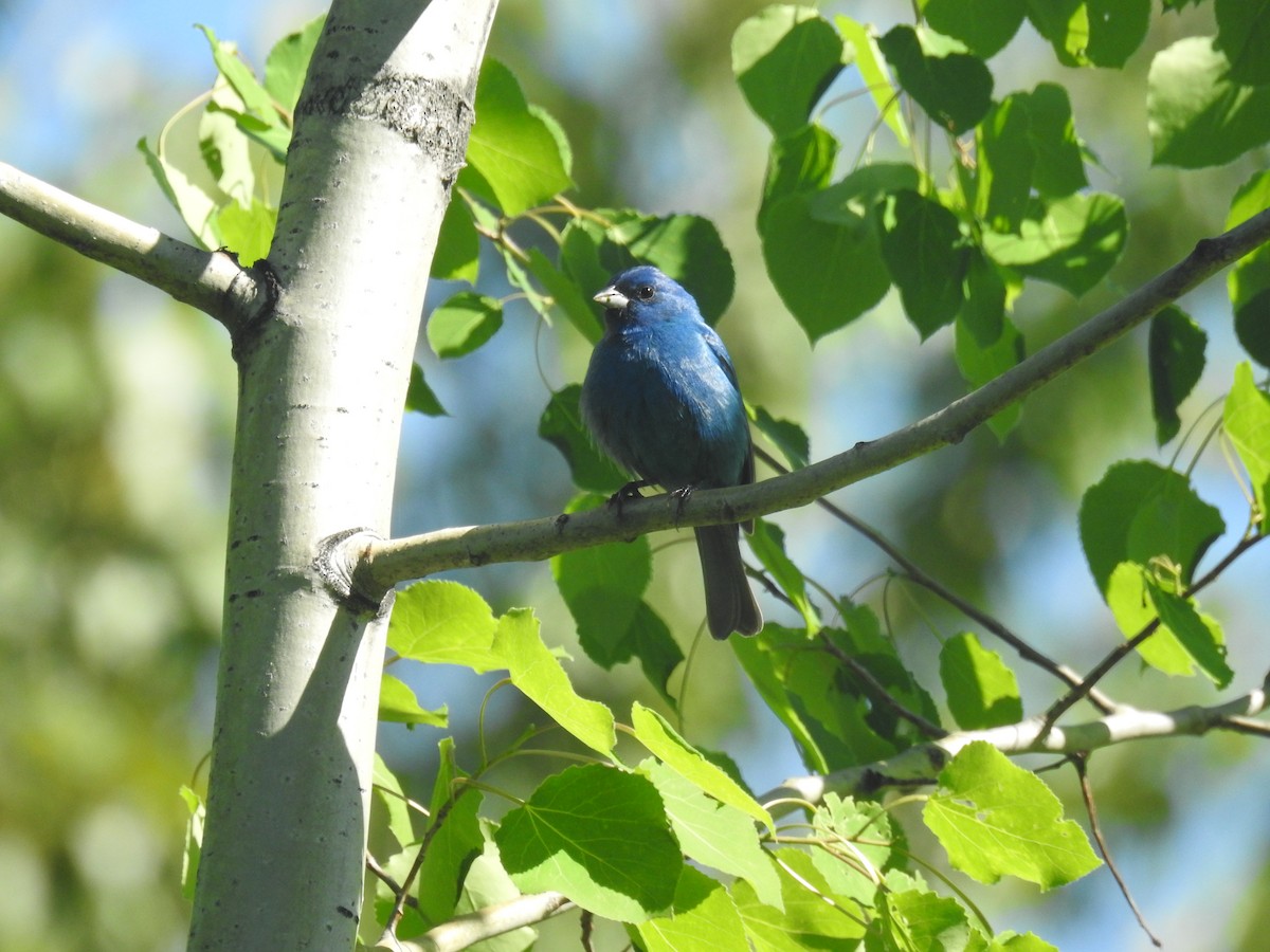 Indigo Bunting - Tom Dibblee