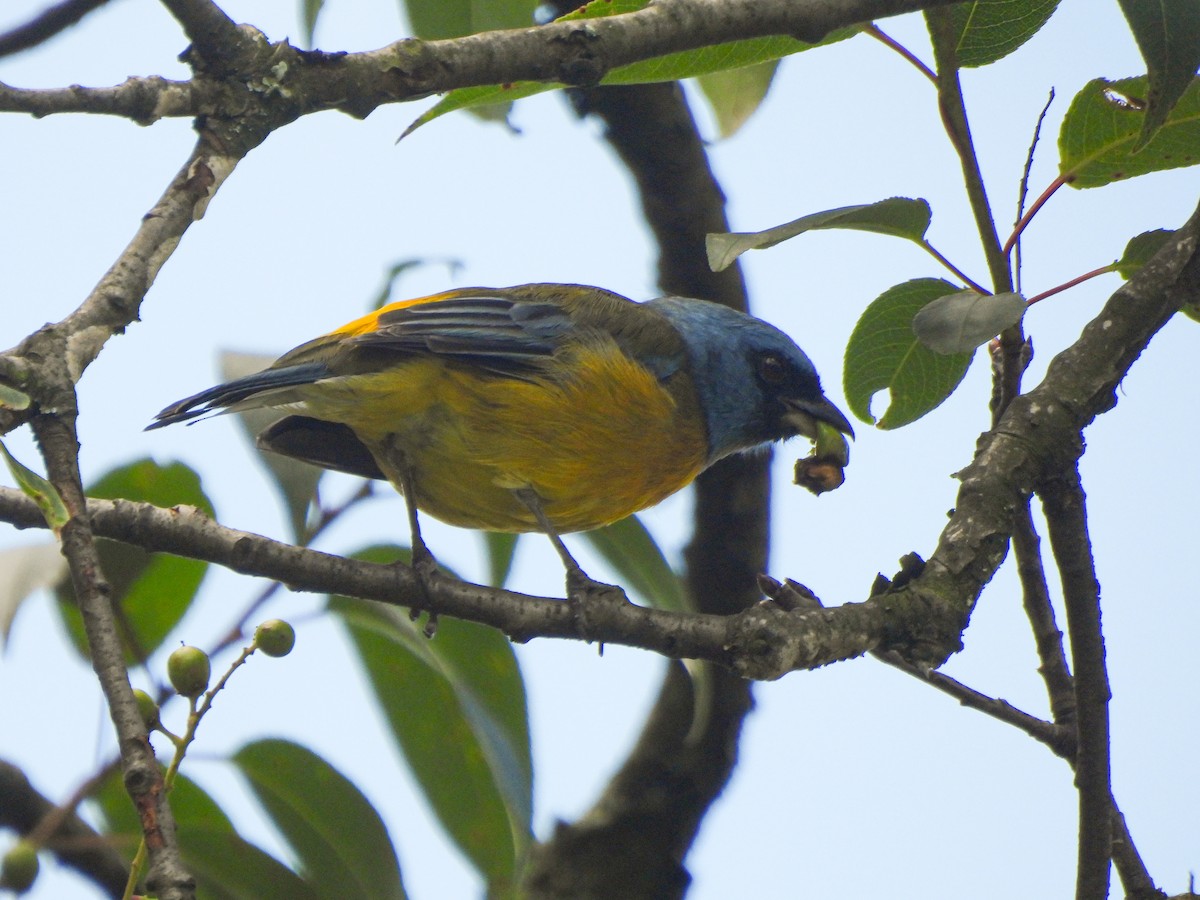 Blue-and-yellow Tanager - Gino Guachamín