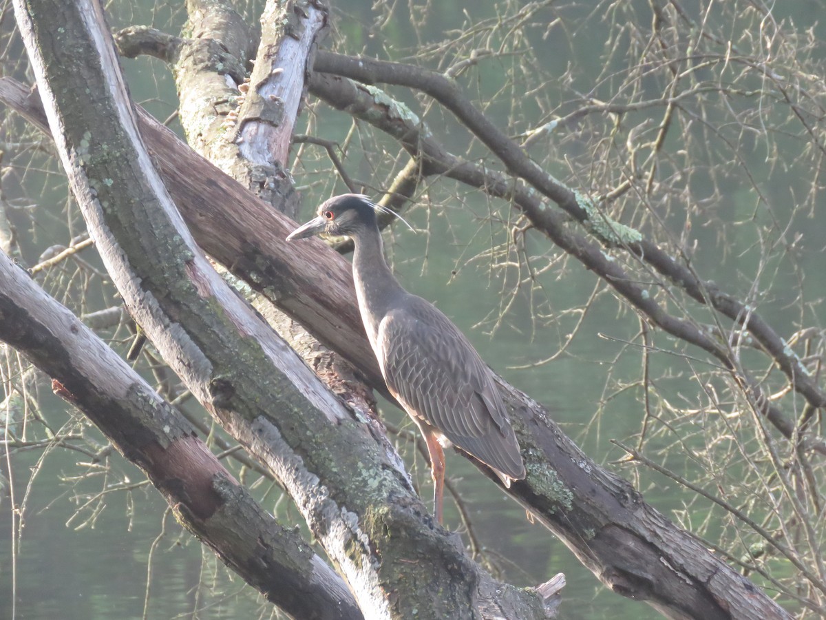 Yellow-crowned Night Heron (Yellow-crowned) - ML619532978