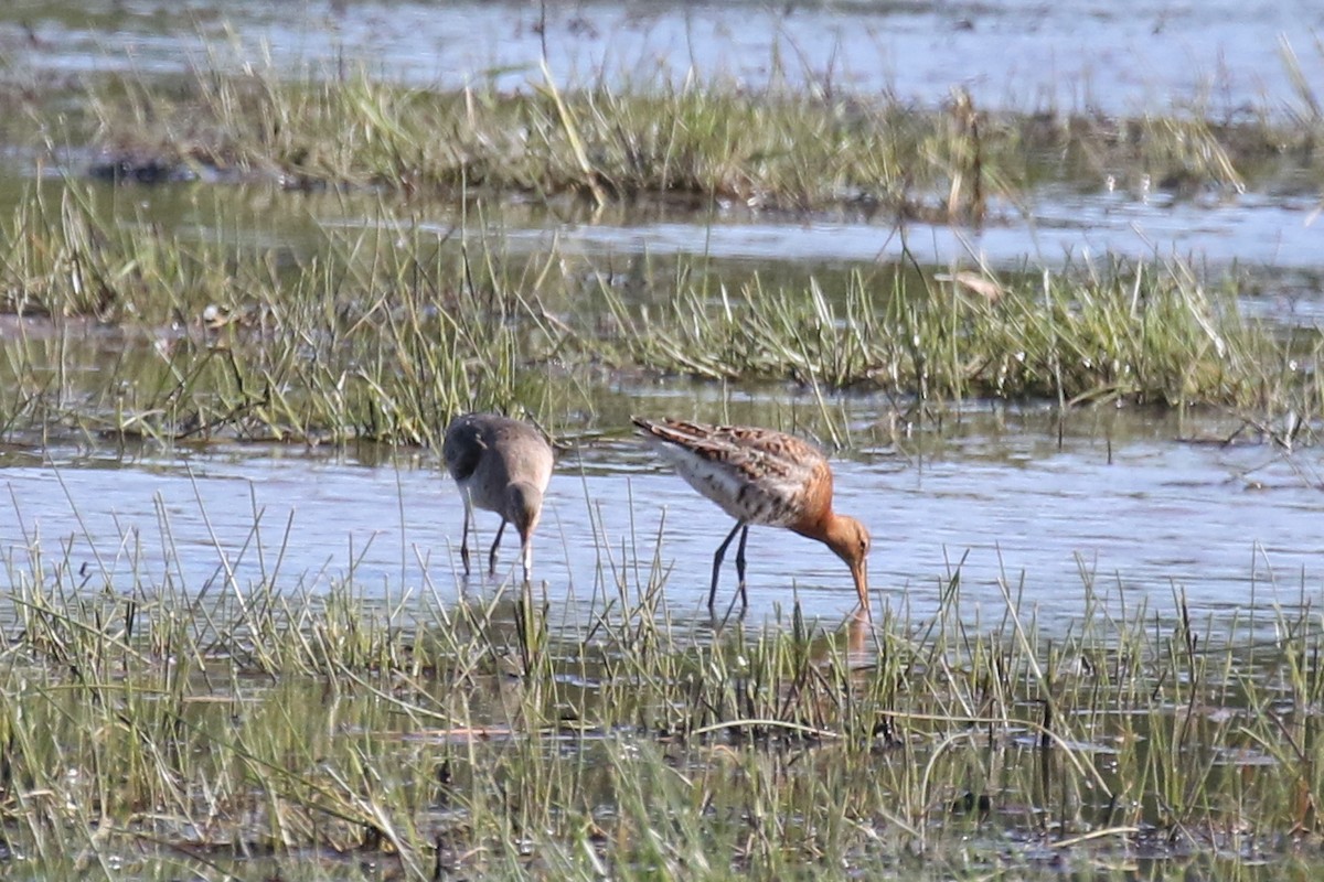 Black-tailed Godwit - Tom Ensom