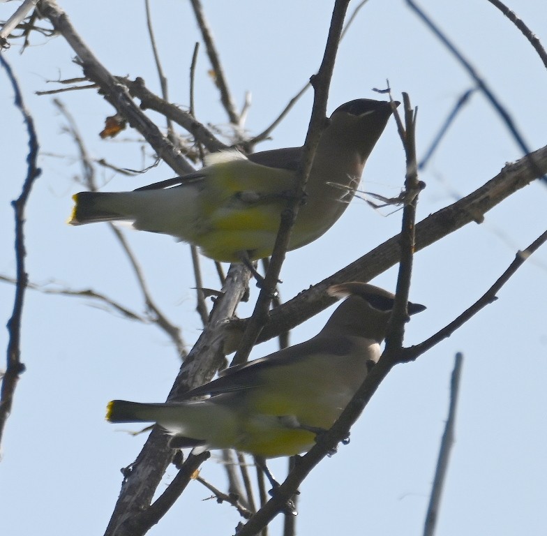 Cedar Waxwing - Steve Davis