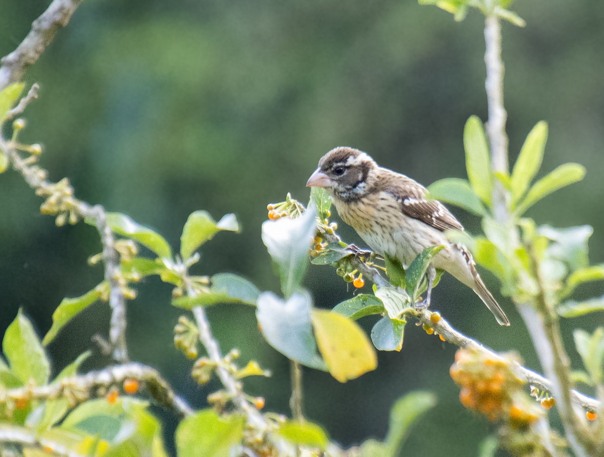 Rose-breasted Grosbeak - Mónica Thurman