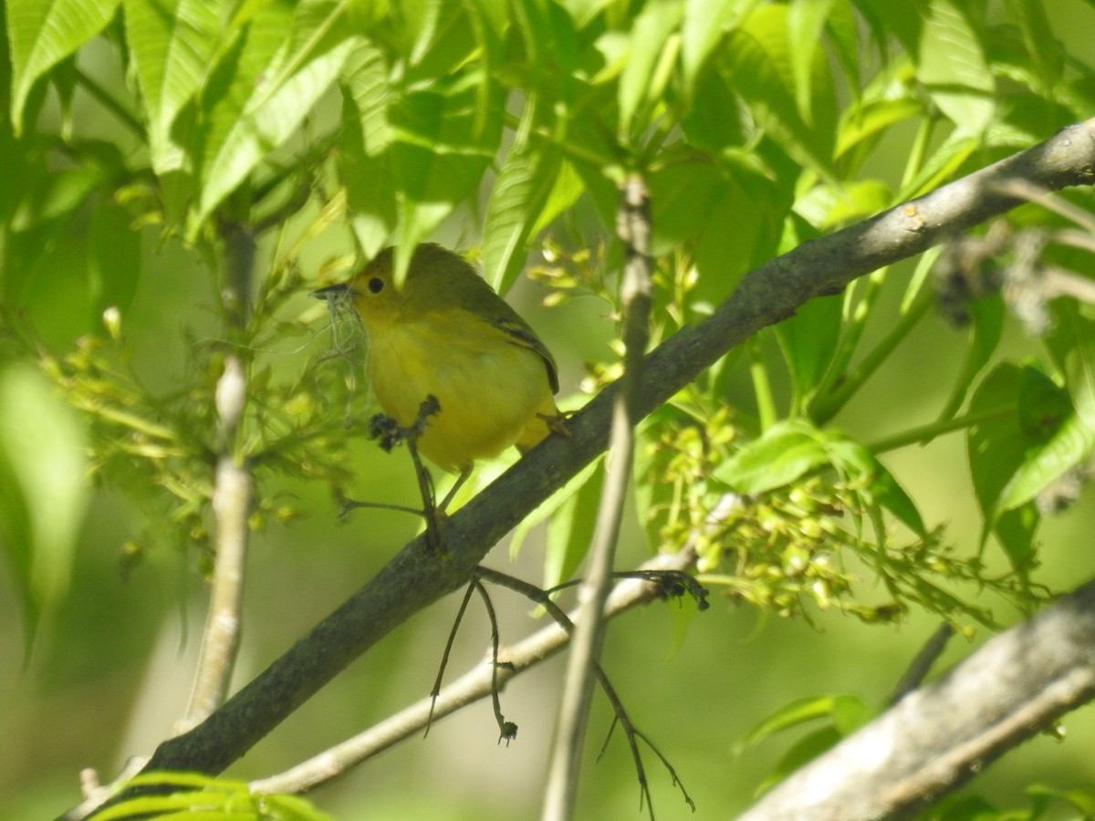 Yellow Warbler - Tom Dibblee