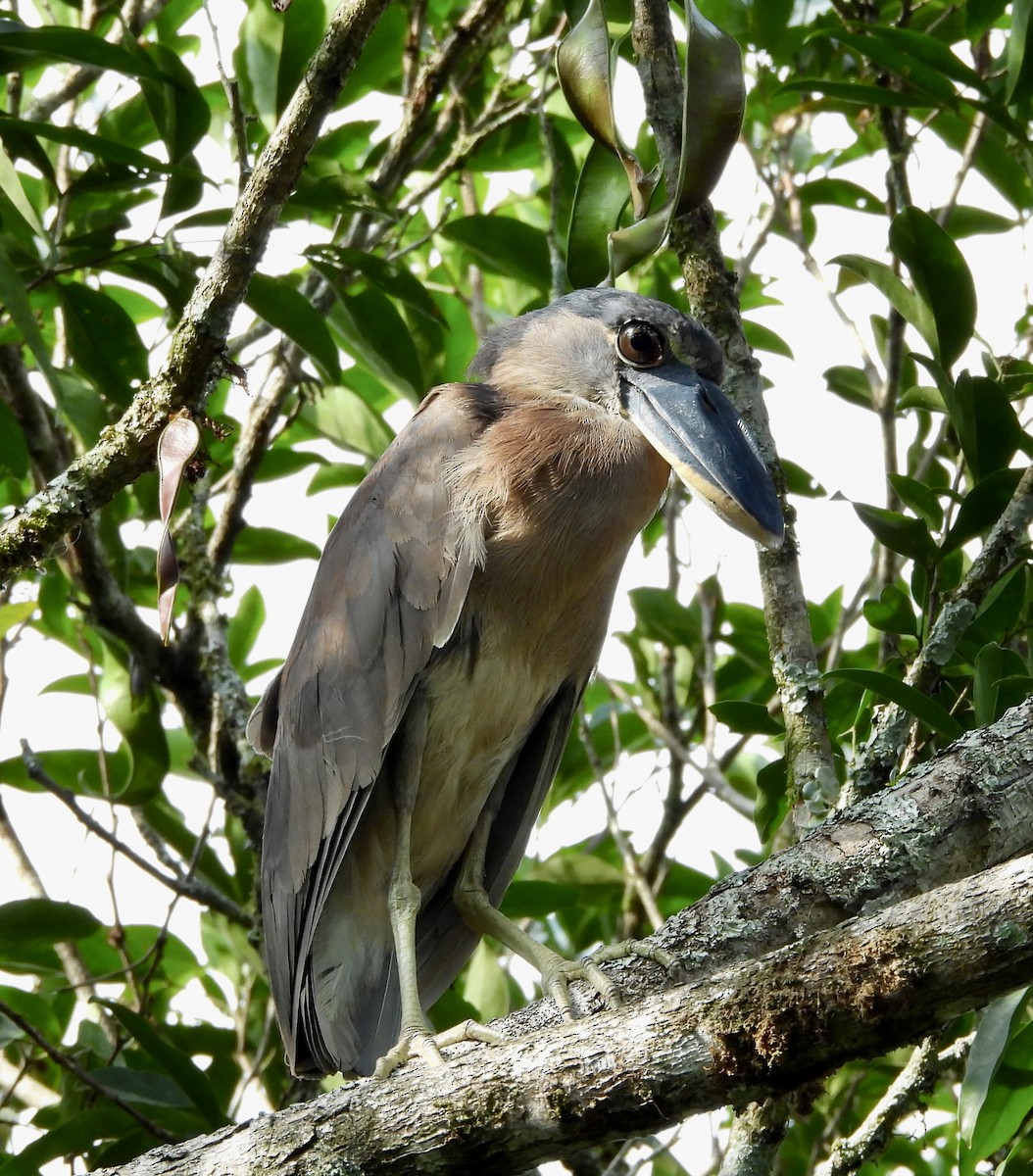 Boat-billed Heron - Susan Thome-Barrett