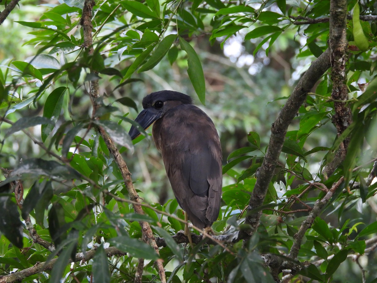 Boat-billed Heron - Susan Thome-Barrett