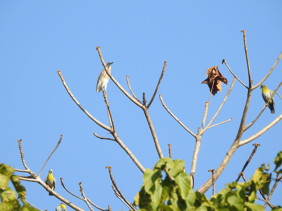 Indian Pond-Heron - Selvaganesh K