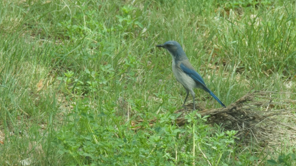 Woodhouse's Scrub-Jay - Paul Cezanne