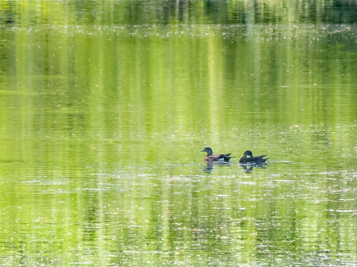 American Wigeon - Danielle  A