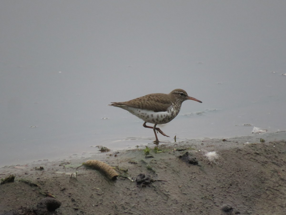 Spotted Sandpiper - Keith Jahoda