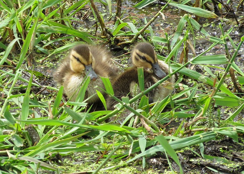 Mallard - Lisa Genuit