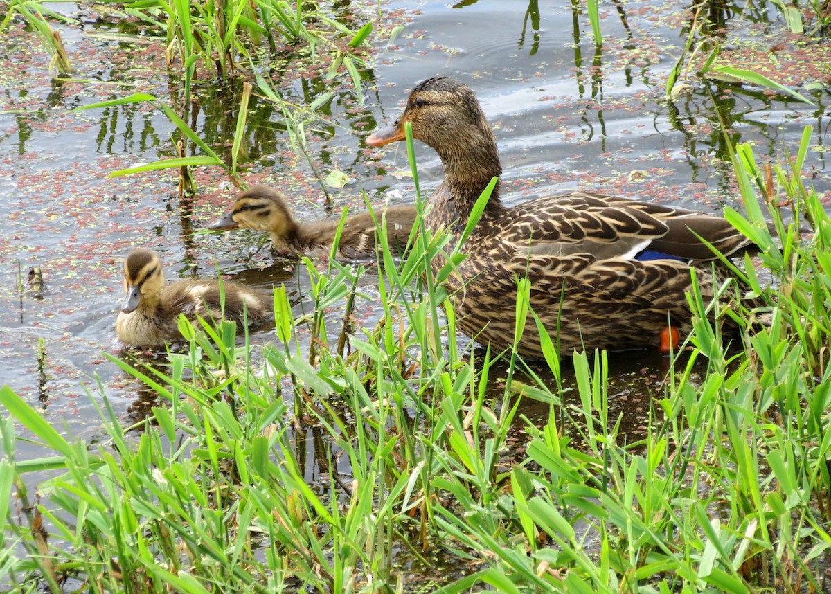 Mallard - Lisa Genuit