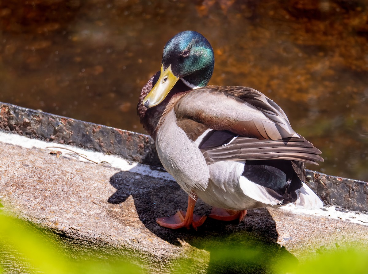 Mallard - Danielle  A