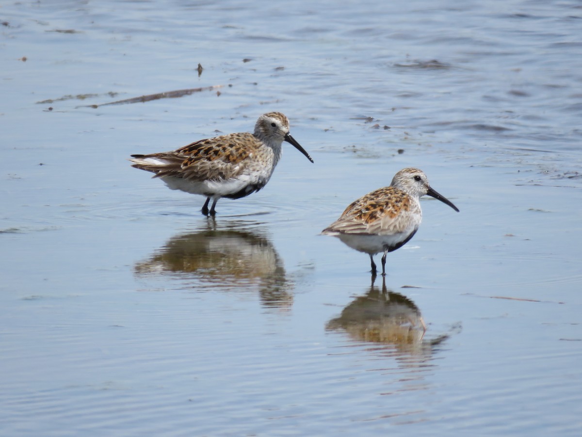 Dunlin - Christine W.