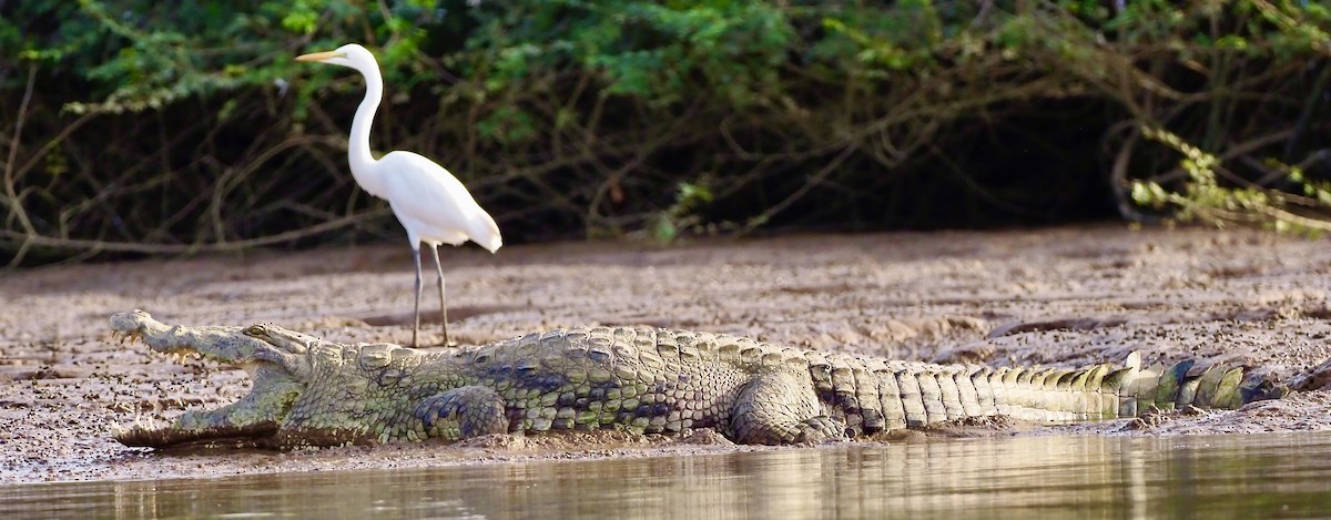 Great Egret (African) - Tony Conway