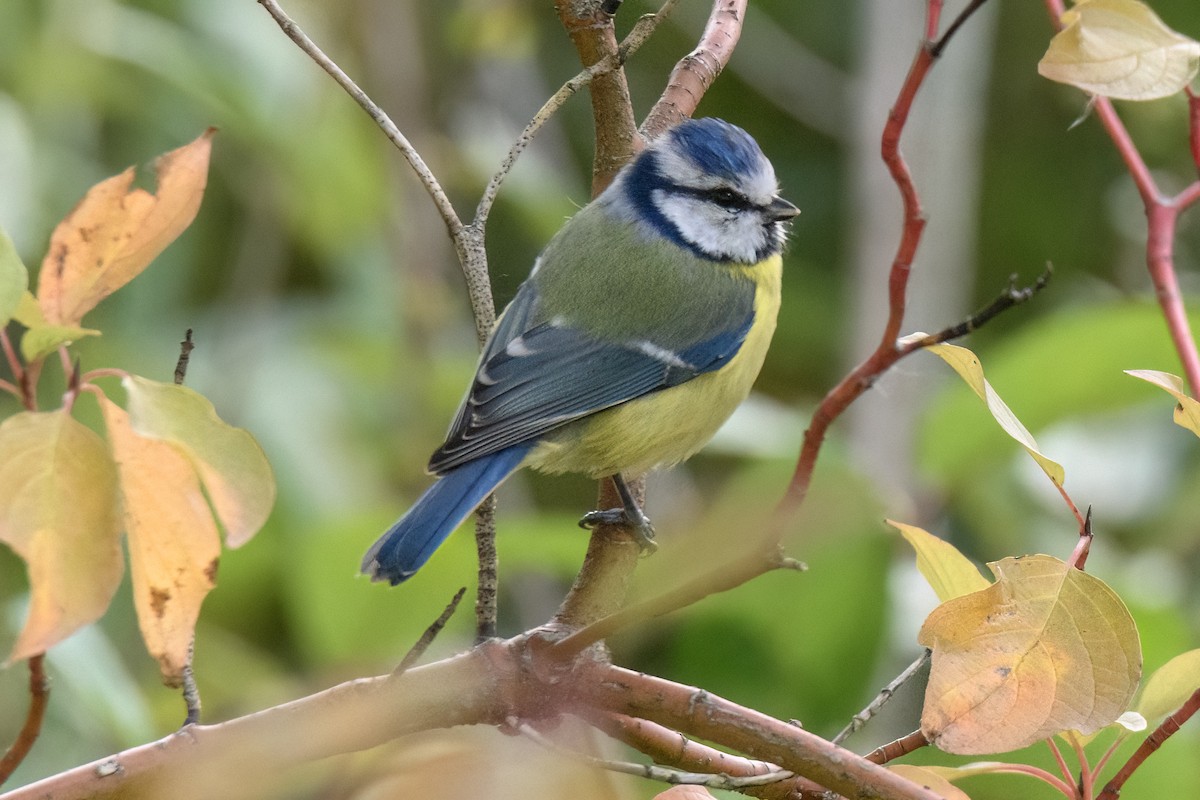 Eurasian Blue Tit - Valery Treitsiak